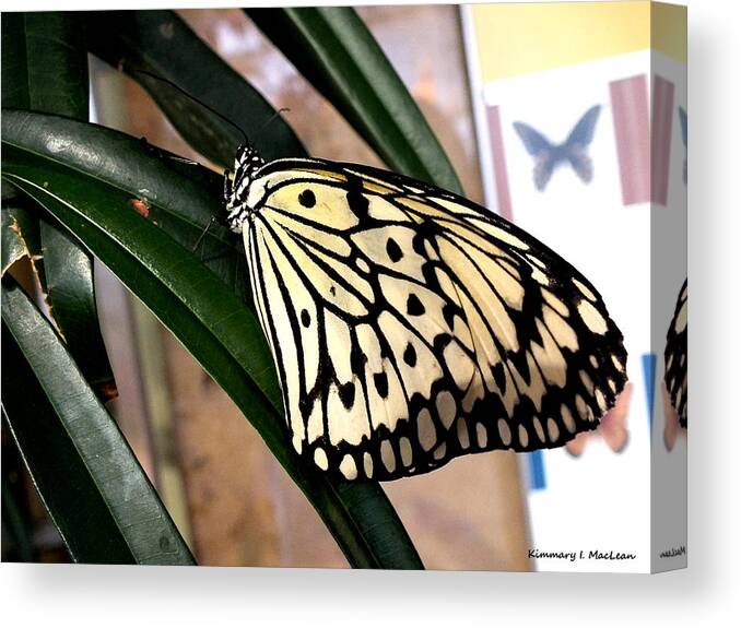 Animal Canvas Print featuring the photograph Chinese Yellow Swallowtail by Kimmary MacLean