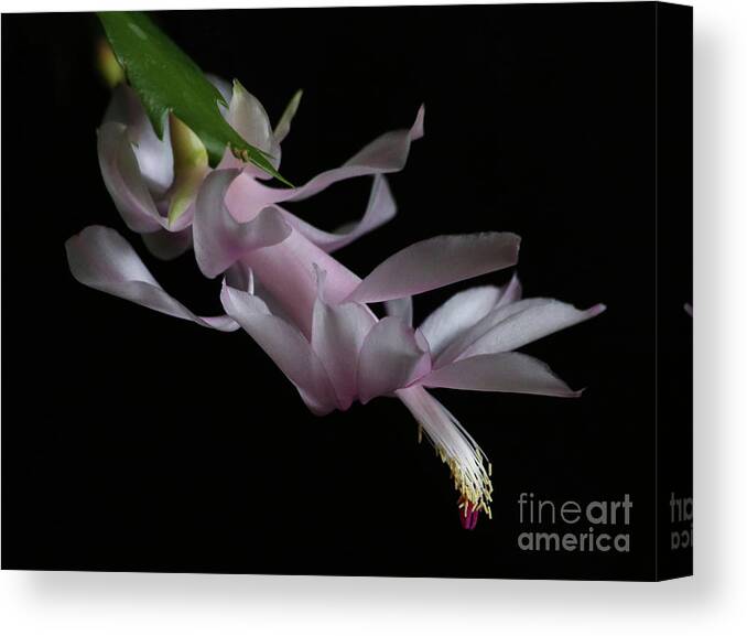 Christmas Cactus Canvas Print featuring the photograph Christmas Cactus by Marty Fancy
