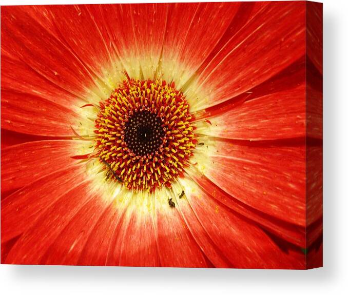 Abstract Canvas Print featuring the photograph Circle of Life by Rosita Larsson
