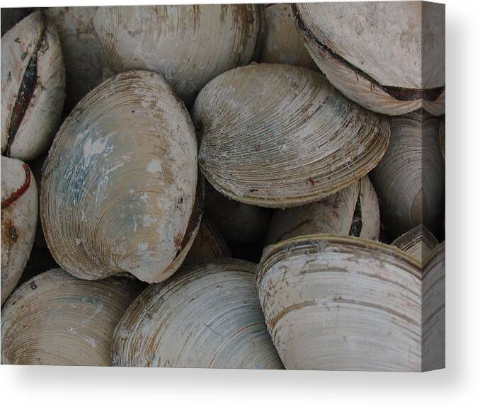 Clam Canvas Print featuring the photograph Clam Shells by Juergen Roth