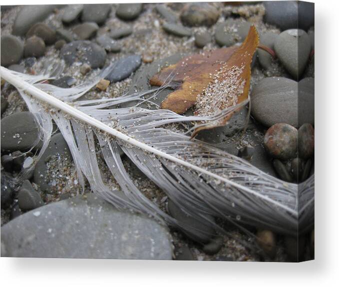 Feather Canvas Print featuring the photograph Close Up Nature 1 by Brenda Berdnik