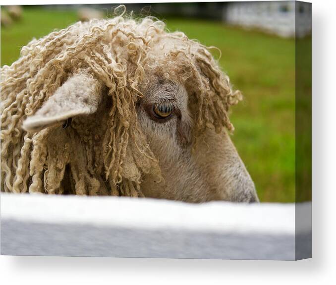 Sheep Canvas Print featuring the photograph Close-up of Leicester Longwool by Lara Morrison