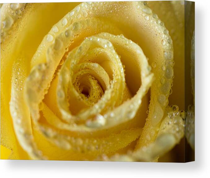 Rose Canvas Print featuring the photograph Close Up Yellow Rose by Brad Boland