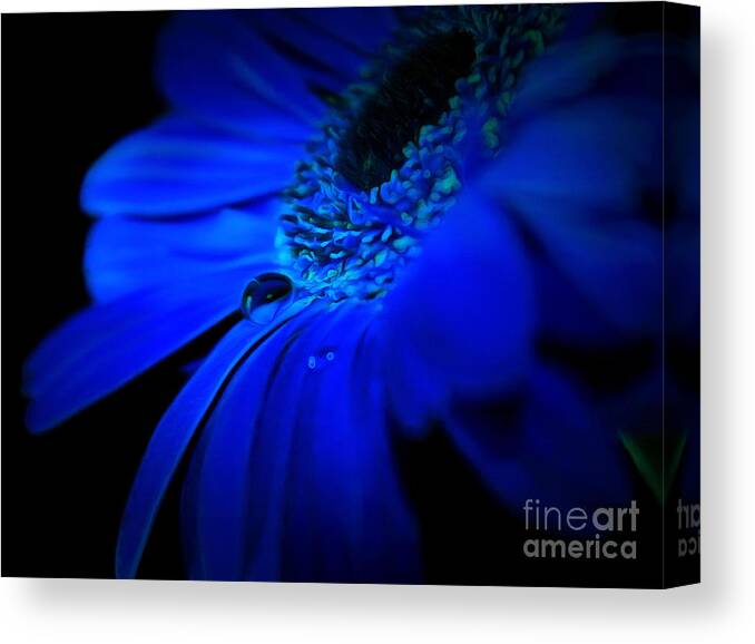 Daisy Canvas Print featuring the photograph Cobalt Blues by Krissy Katsimbras