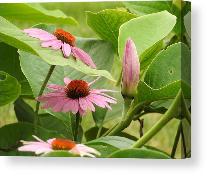 Flowers Canvas Print featuring the photograph CoExisting by Betty-Anne McDonald
