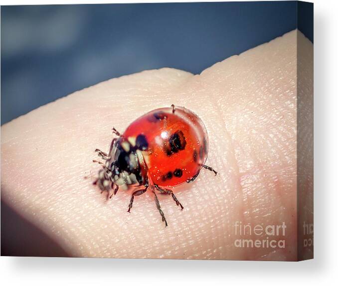 Coccinellidae Canvas Print featuring the photograph Coffee?? by Shawn Jeffries