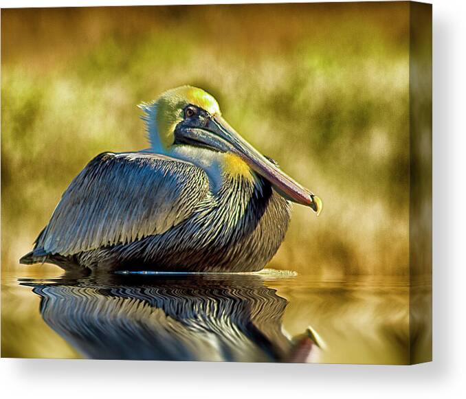 Pelican Canvas Print featuring the photograph Cold Brown Pelican by Bill Barber