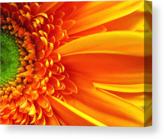 Red Canvas Print featuring the photograph Colors Galore by Rhonda Barrett