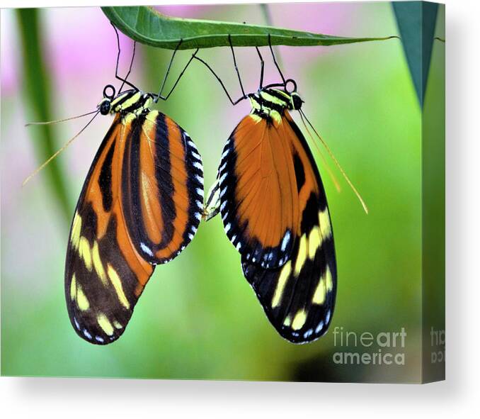 Mimic Tigerwing Butterfly Canvas Print featuring the photograph Come Together by Kathy Kelly