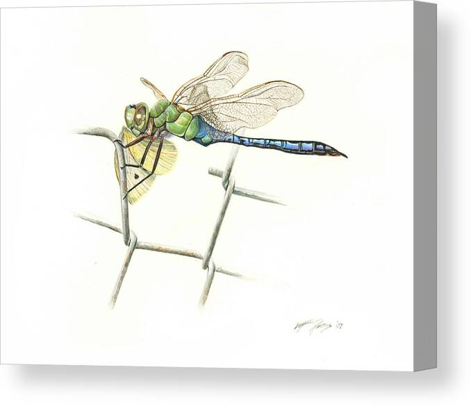 Dragonfly Canvas Print featuring the painting Common Green Darner by Logan Parsons