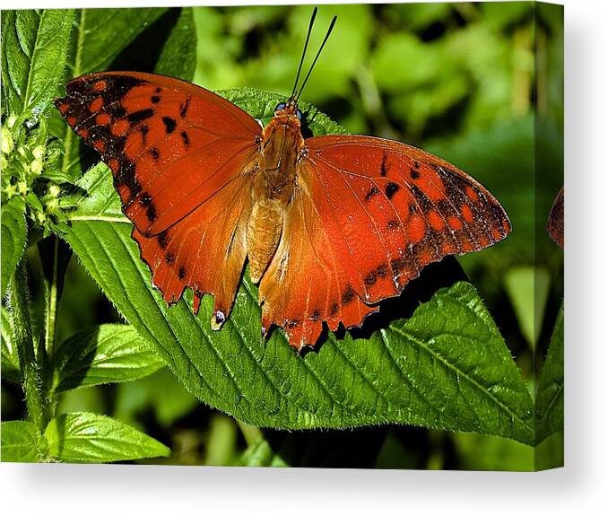Butterfly Canvas Print featuring the photograph Common Leopard by Barbara Zahno