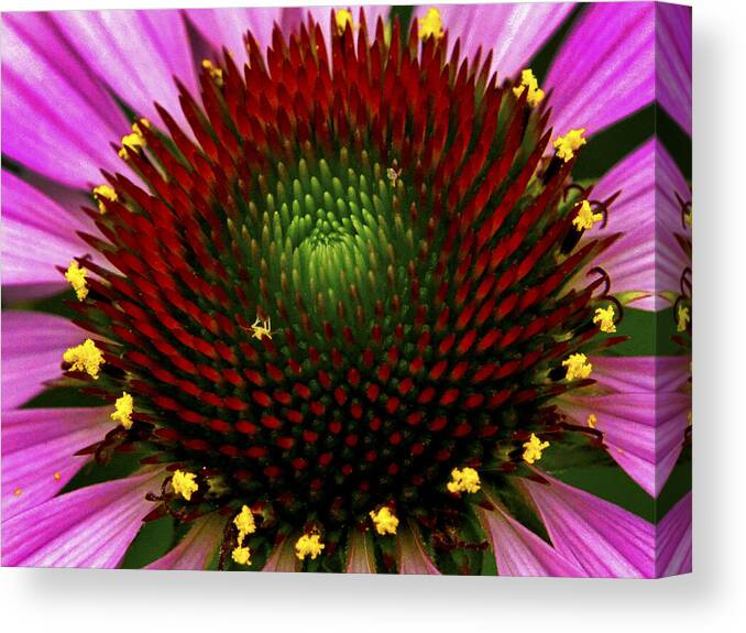 Reds Canvas Print featuring the photograph Coneflower by Paul W Faust - Impressions of Light