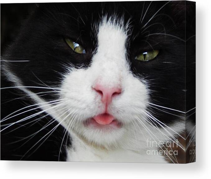 Cat Feline Pet Animal Mammal Nature Whiskers Tongue Comical Funny Care Love Black White Cat-eyes Emotion Canvas Print featuring the photograph Contentment by Jan Gelders