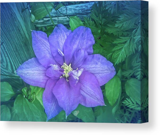 Flower Canvas Print featuring the photograph Cool Blue Passion Vine by Aimee L Maher ALM GALLERY