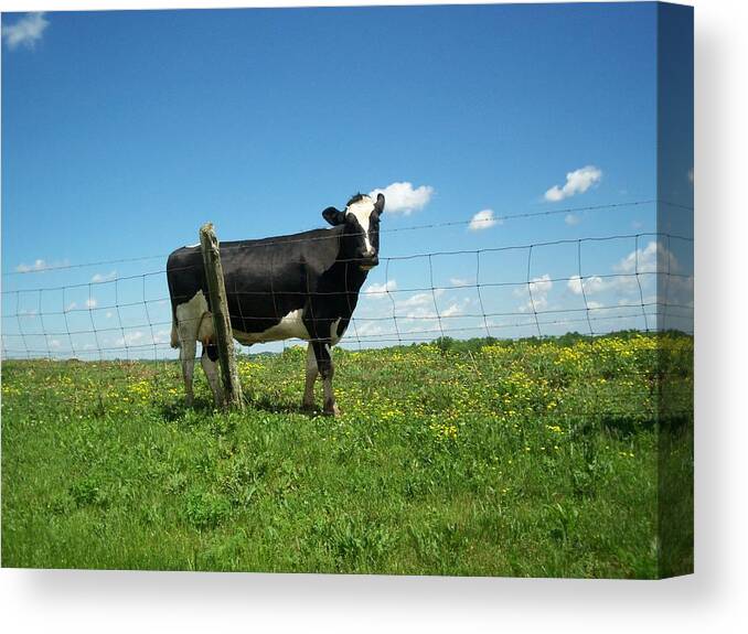 Cow Canvas Print featuring the photograph Cow by Karen Thompson