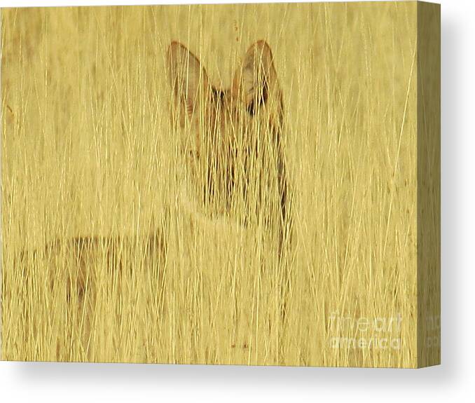 Coyote Canvas Print featuring the photograph Coyote 1 by Christy Garavetto