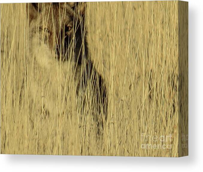 Coyote Canvas Print featuring the photograph Coyote 3 by Christy Garavetto