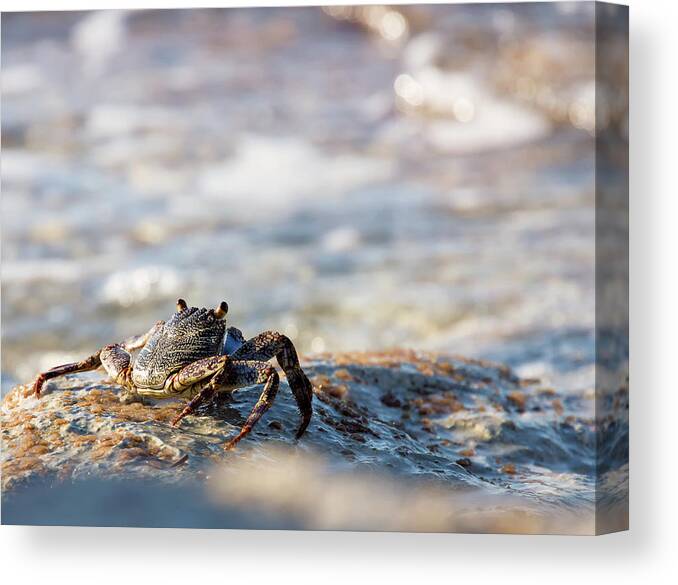 Crab Canvas Print featuring the photograph Crab Looking for Food by David Buhler