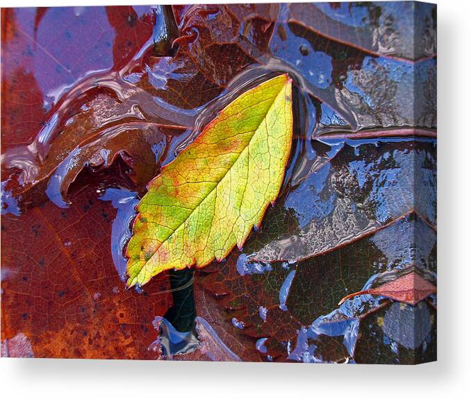 Tree Canvas Print featuring the photograph Cradled Leaf by Juergen Roth