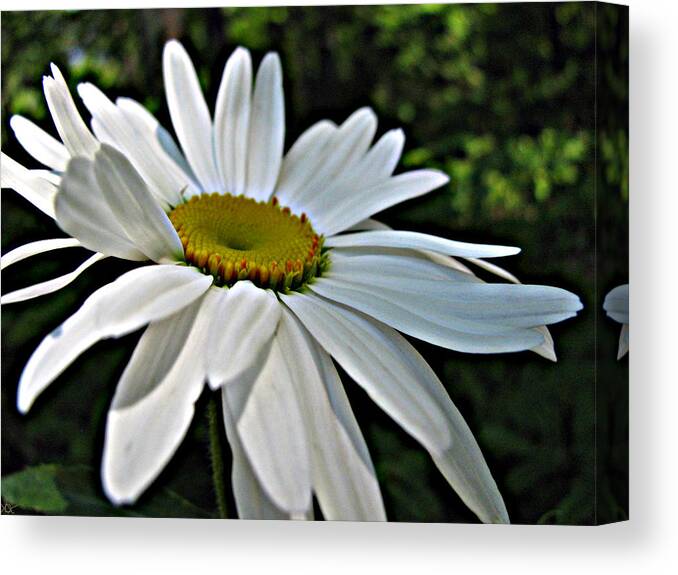 Crazy Daisy Canvas Print featuring the photograph Crazy Daisy by Debra   Vatalaro