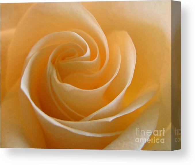 Rose Canvas Print featuring the photograph Cream Rose by Kelly Holm