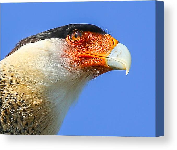 Birds Canvas Print featuring the photograph Crested Caracara Face by Dart Humeston
