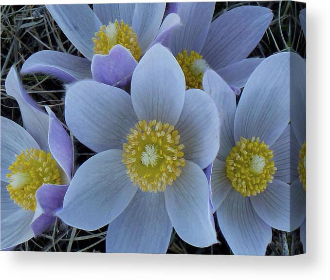 North Dakota Wildflowers Canvas Print featuring the photograph Crocus Blossoms by Cris Fulton