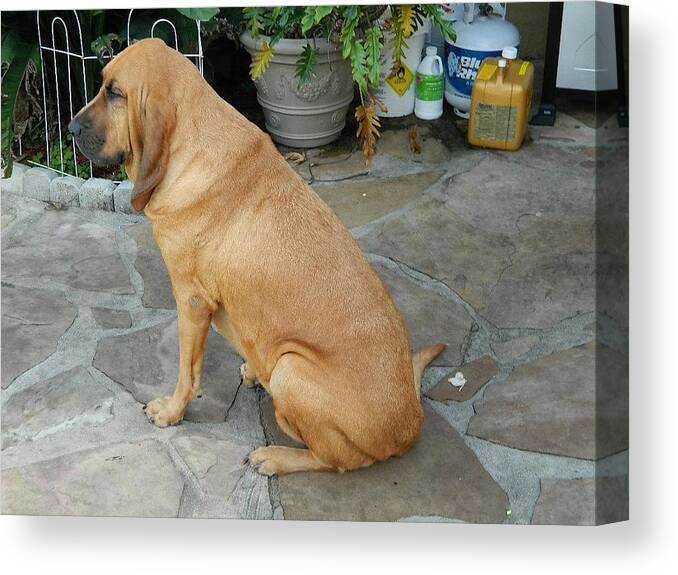 Bloodhound Canvas Print featuring the photograph Cujo Sitting Around by Val Oconnor