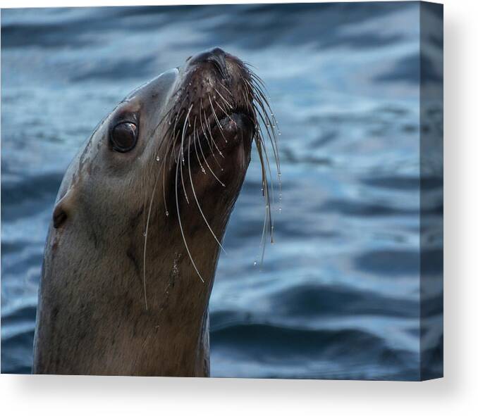 Sea Lion Canvas Print featuring the photograph Curious Lion by David Kirby