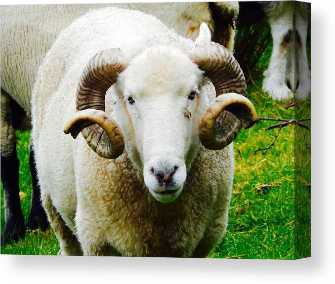 Curly Horned Sheep Canvas Print featuring the photograph Curly Horned Sheep by Sue Morris