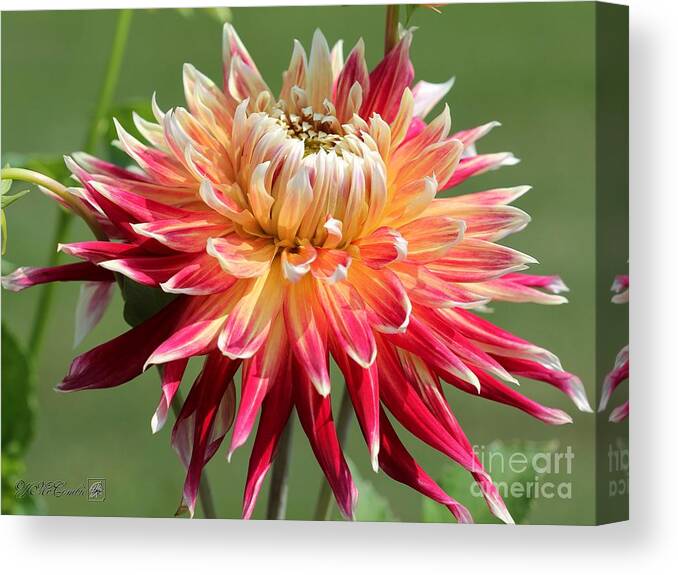 Mccombie Canvas Print featuring the photograph Dahlia named Akita by J McCombie