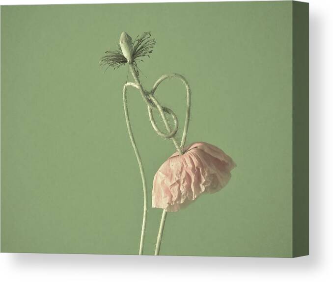 Poppy Canvas Print featuring the photograph Dancing Poppies in Green by Barbara St Jean
