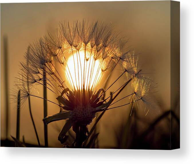 Sunset Canvas Print featuring the photograph Dandelion Sunset by Brad Boland