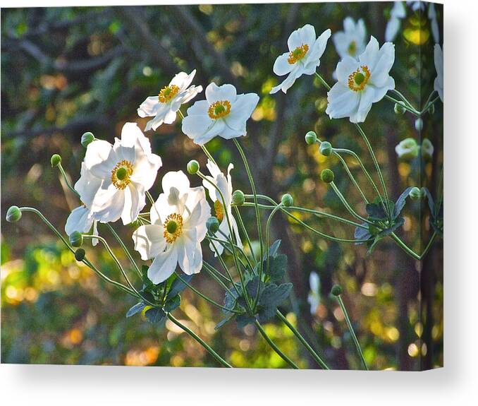 Anemones Canvas Print featuring the photograph Dappled Sunlight by Janis Senungetuk