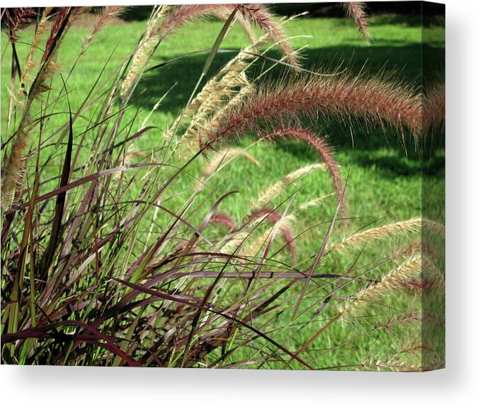Feather Grass Canvas Print featuring the photograph Dark Feather Grass by Michele Wilson