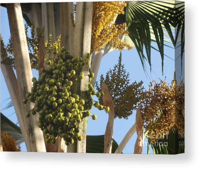 Palm Trees Canvas Print featuring the photograph Date Palm by Mafalda Cento