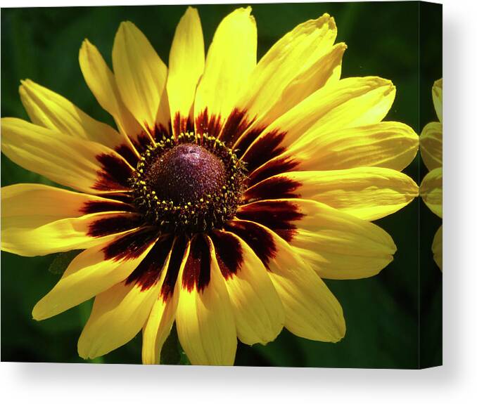 Flowers Canvas Print featuring the photograph Denver Daisy by Cris Fulton