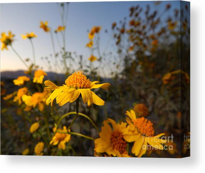Photography Canvas Print featuring the photograph Desert Blooms by Chris Tarpening