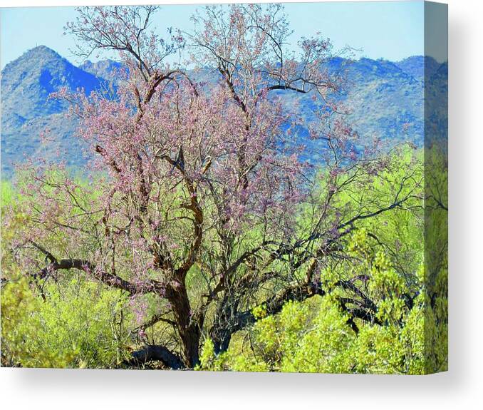 Arizona Canvas Print featuring the photograph Desert Ironwood Beauty by Judy Kennedy