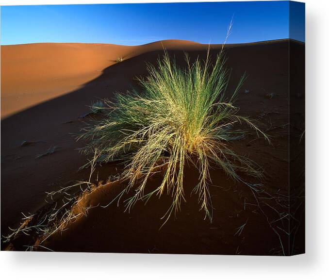 Africa Canvas Print featuring the photograph Desert Life by Johan Elzenga