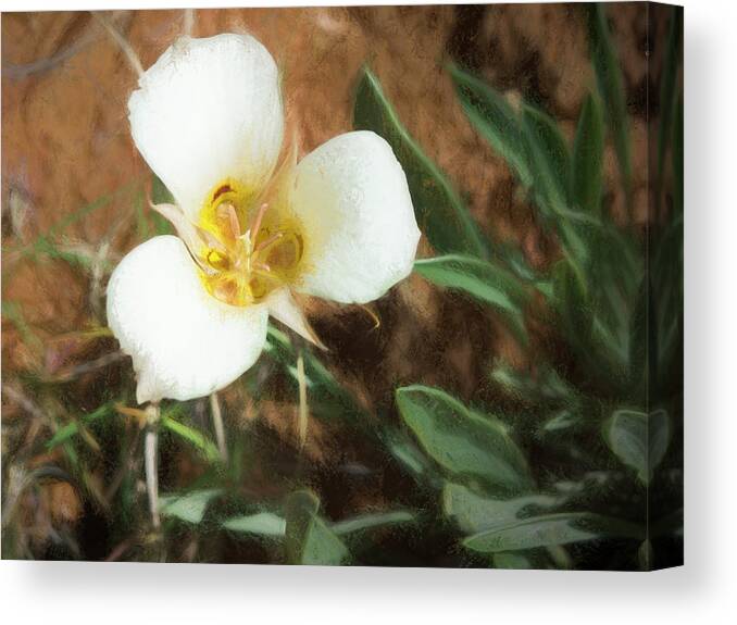 Flowers Canvas Print featuring the painting Desert Mariposa Lily by Penny Lisowski