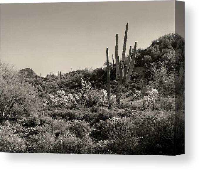 Arizona Canvas Print featuring the photograph Desert Morning by Gordon Beck