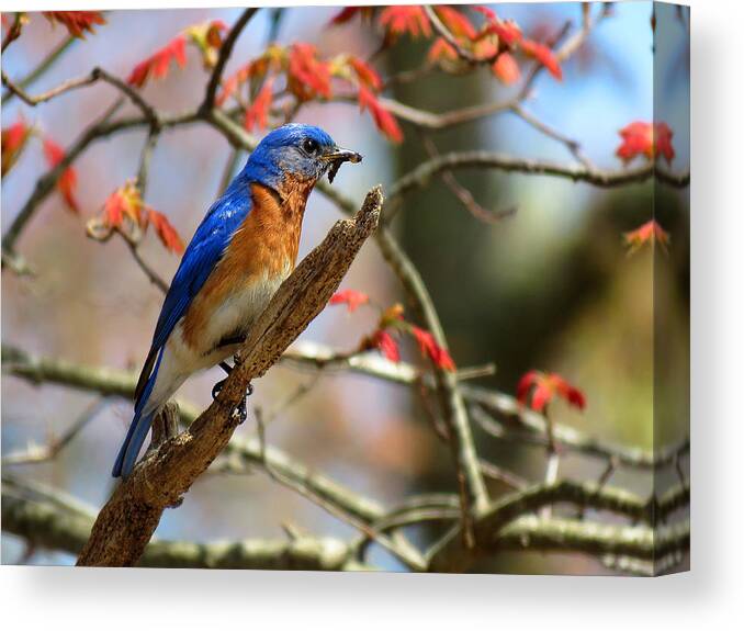 Bluebird Canvas Print featuring the photograph Devotion by Dianne Cowen Cape Cod Photography
