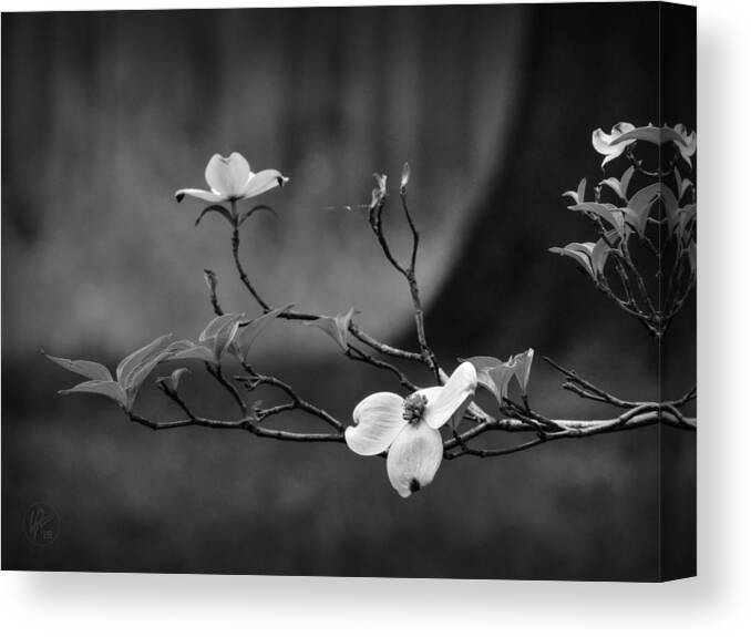 Dogwood Canvas Print featuring the photograph Dogwood Branch 001 BW by Lance Vaughn