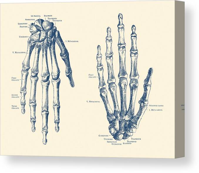 Skeleton Canvas Print featuring the drawing Double Hand Skeletal Diagram - Vintage Anatomy Print by Vintage Anatomy Prints