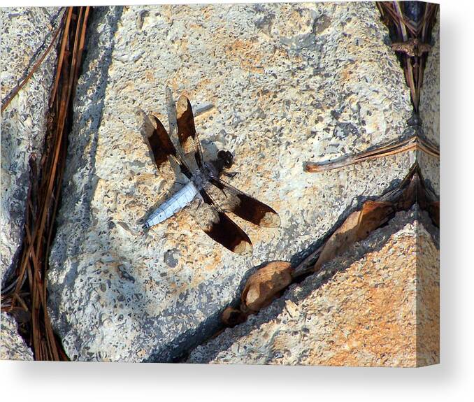 Insects Canvas Print featuring the photograph Dragonfly Display by Jennifer Robin