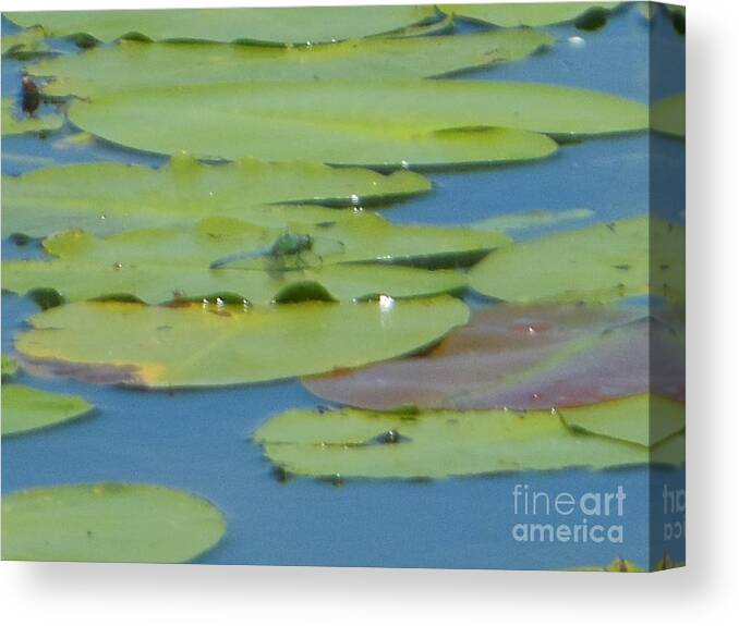 Dragonfly Canvas Print featuring the photograph Dragonfly on Lily Pad by Rockin Docks Deluxephotos