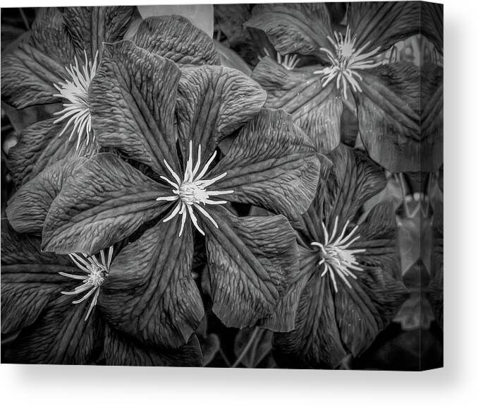 Flower Canvas Print featuring the photograph Dramatic Black and White by Aimee L Maher ALM GALLERY