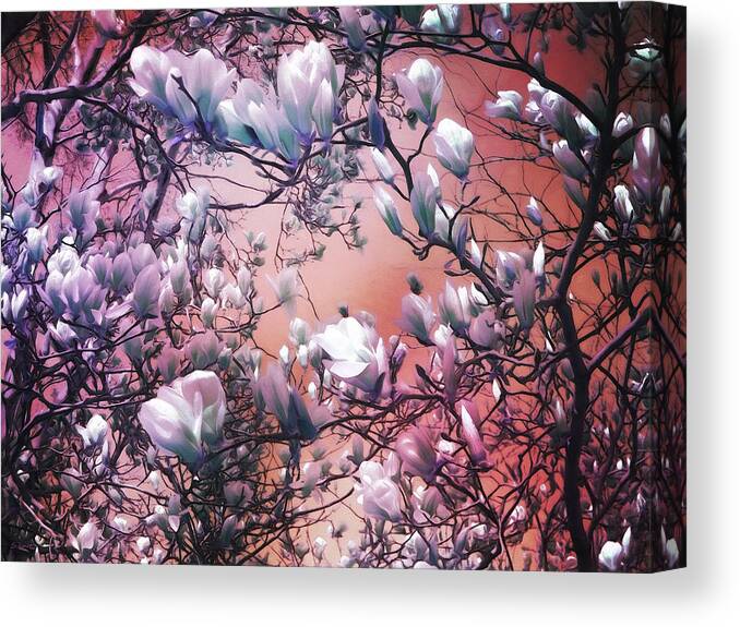 Magnolias Canvas Print featuring the digital art Dreaming of Magnolias by Shawna Rowe