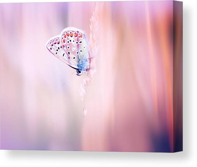 Common Blue Canvas Print featuring the photograph Dreamy by Jaroslav Buna